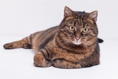 Tekir yetişkin kedi