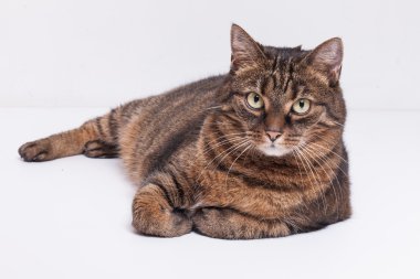 Tekir yetişkin kedi