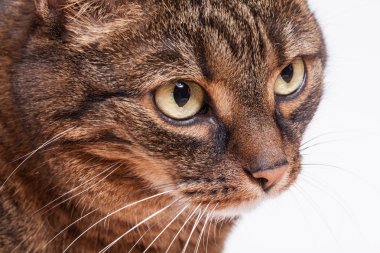 Tekir yetişkin kedi