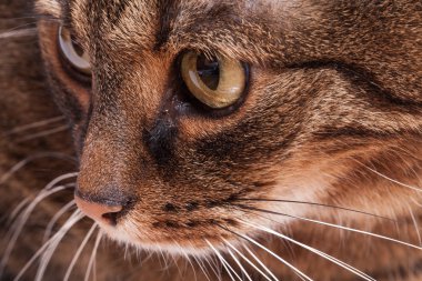 Tekir yetişkin kedi