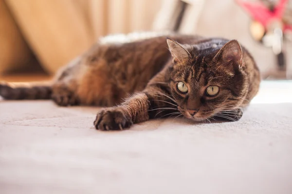 ぶち猫 — ストック写真
