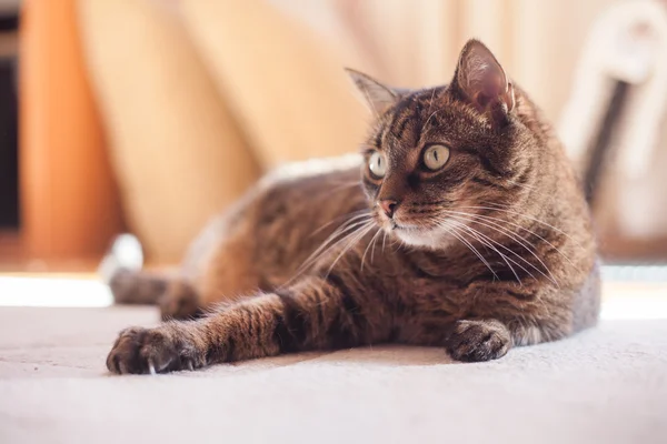 Tabby katt — Stockfoto