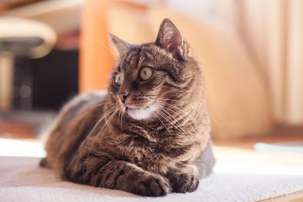 tekir kedi