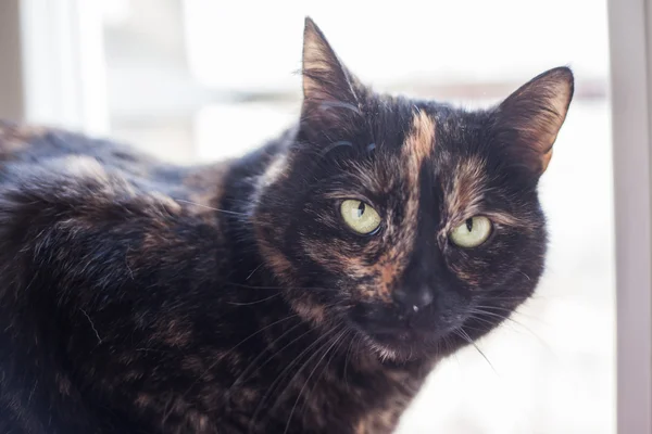 Czarny kot z brązowe plamy — Zdjęcie stockowe