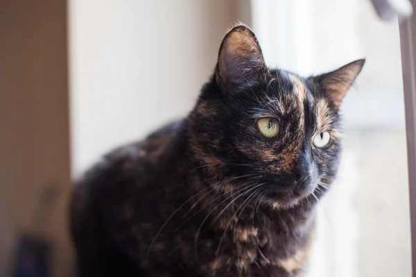 Чёрный кот с коричневыми пятнами — стоковое фото
