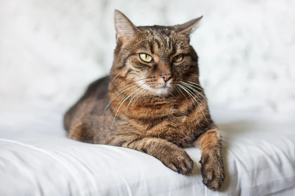 Табби-кот, лежащий на кровати — стоковое фото
