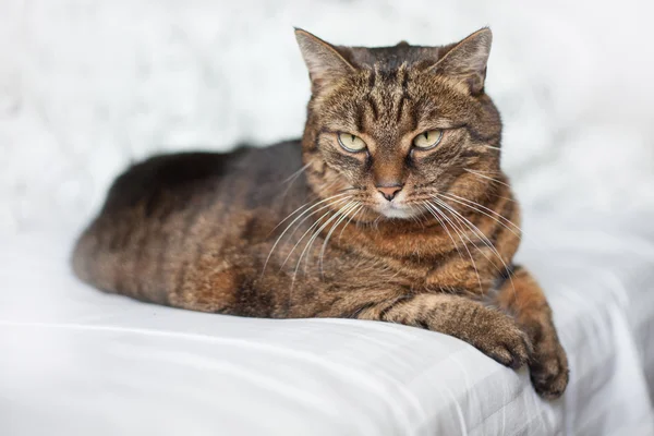 Табби-кот, лежащий на кровати — стоковое фото