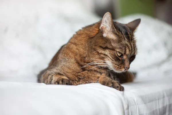 Tabby-Katze liegt auf Bett — Stockfoto