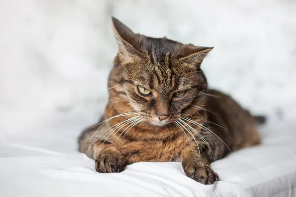 Cyperse kat liggend op bed — Stockfoto