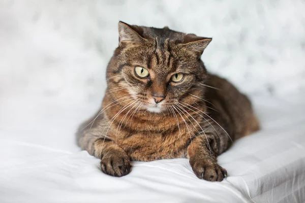 Yatakta yatarken tekir kedi — Stok fotoğraf