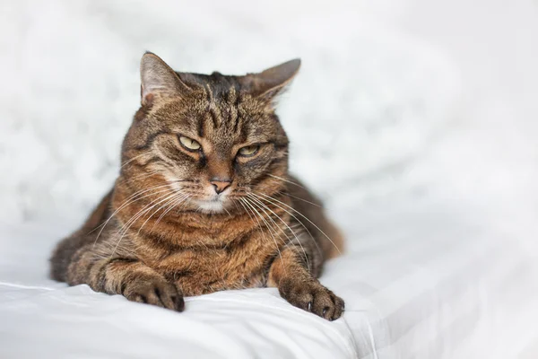 Tabby katt liggande på sängen — Stockfoto