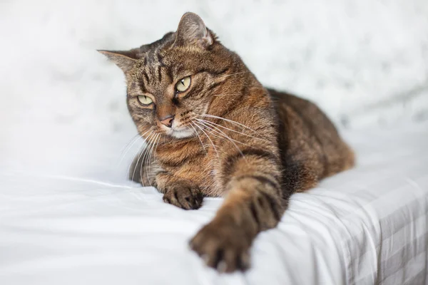 Tabby katt liggande på sängen — Stockfoto