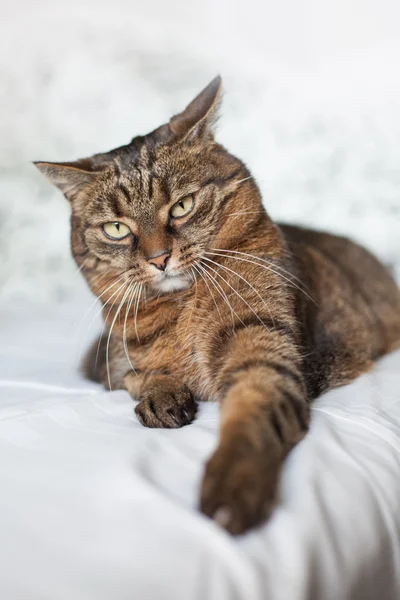 Tabby katt liggande på sängen — Stockfoto