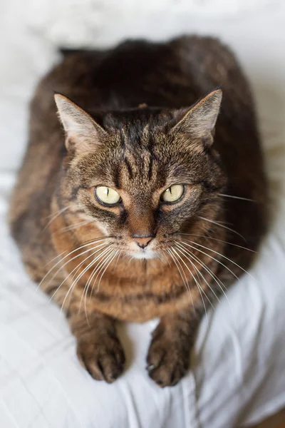 Gatto da tavolo sdraiato sul letto — Foto Stock