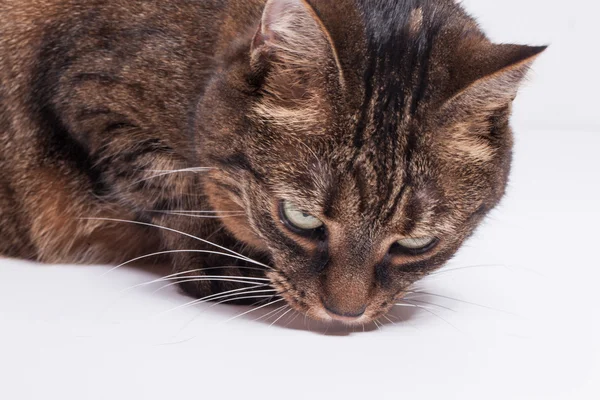 Tekir yetişkin kedi — Stok fotoğraf