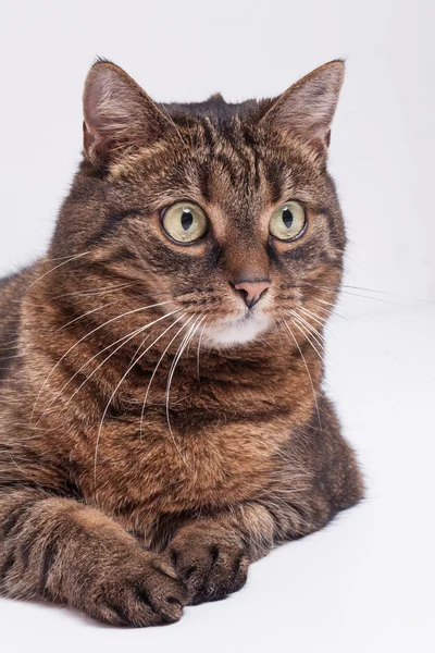 Gestromte erwachsene Katze — Stockfoto