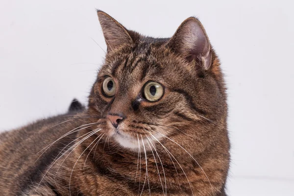 Gestromte erwachsene Katze — Stockfoto