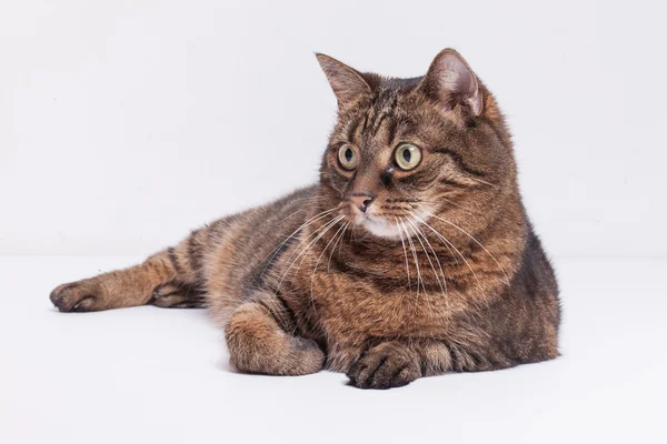 Mourovatá kočka pro dospělé — Stock fotografie