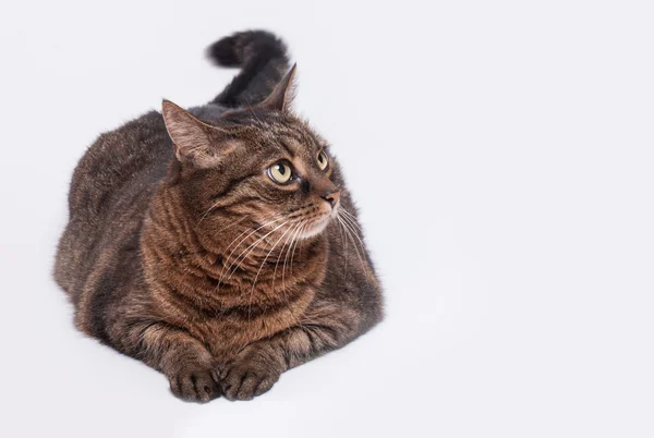 Tabby gato adulto —  Fotos de Stock