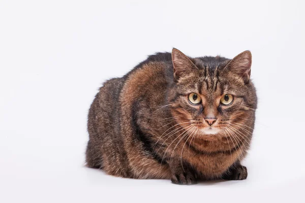 Tabby gato adulto — Fotografia de Stock