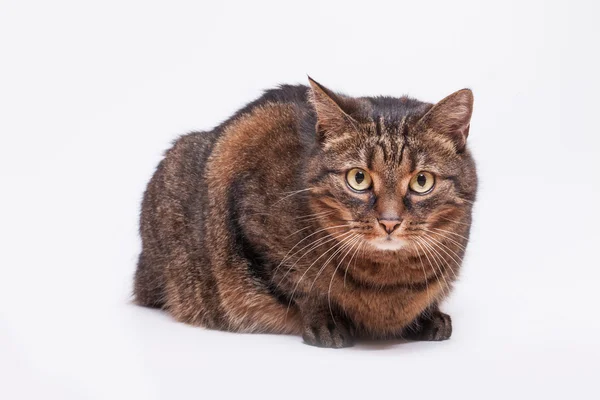 Cyperse volwassen kat — Stockfoto