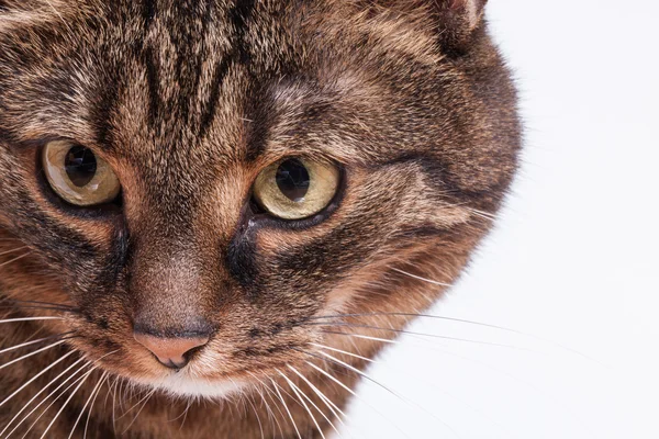 Tabby adult cat — Stock Photo, Image