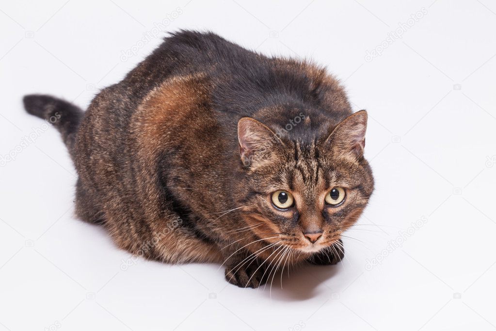 Tabby adult cat
