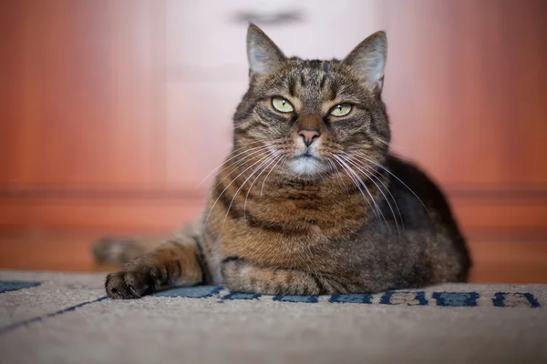 在地板上的猫 — 图库照片