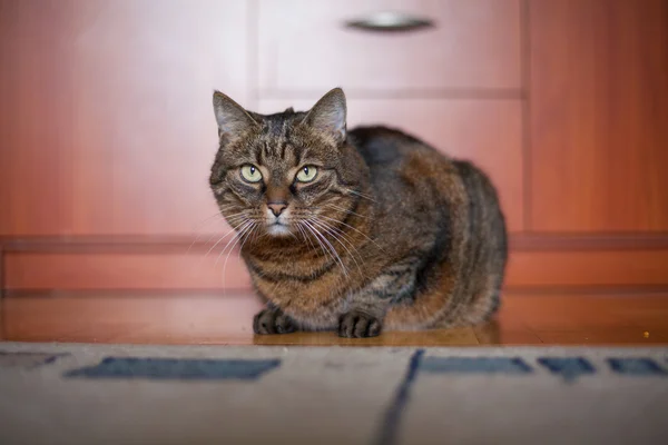 Kat kedi — Stok fotoğraf