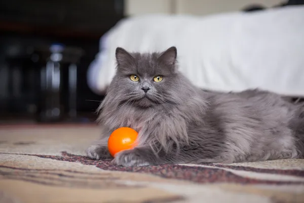 Сибирский кот с мячом — стоковое фото