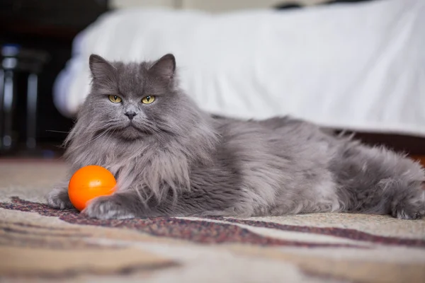Сибирский кот с мячом — стоковое фото