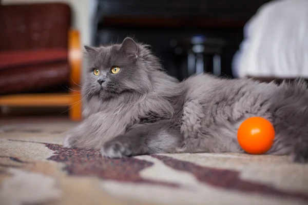 Chat sibérien avec boule — Photo