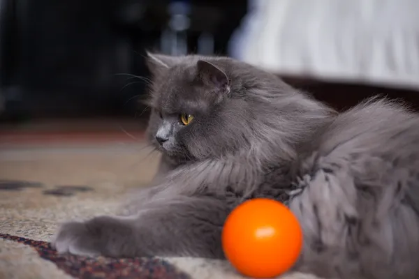 Chat sibérien avec boule — Photo