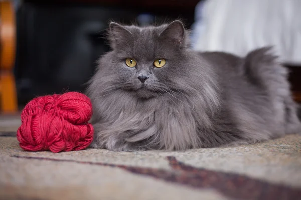 Сибирская кошка на ковре — стоковое фото
