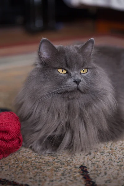 Siberische Kat op tapijt — Stockfoto