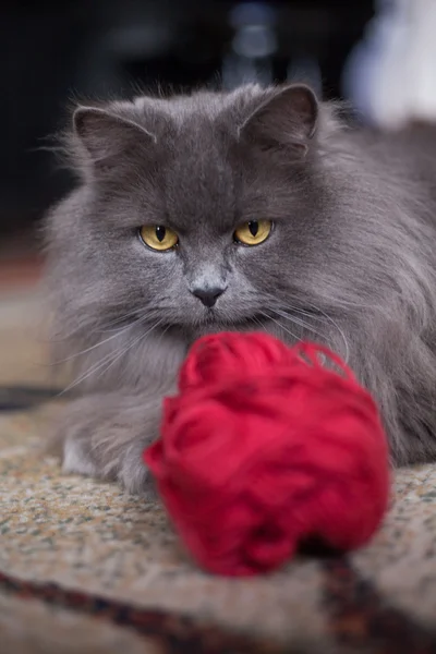 Сибирская кошка на ковре — стоковое фото