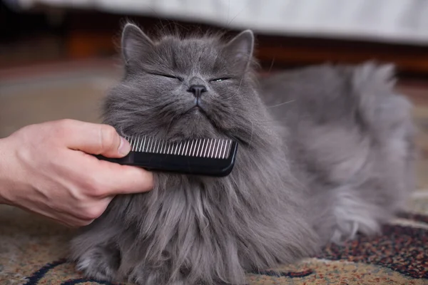 Cat is being combed
