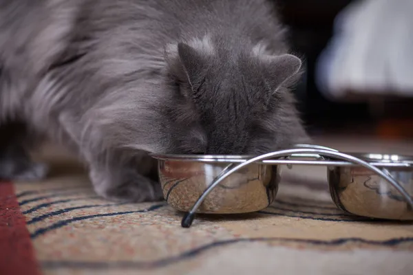 Cat eating — Stock Photo, Image