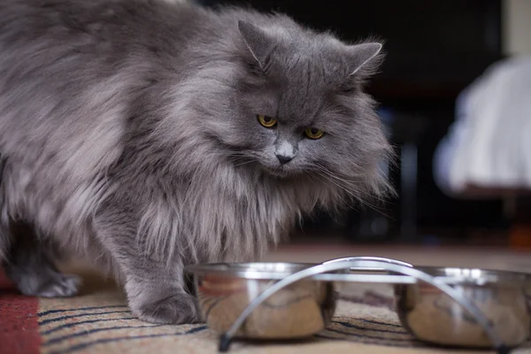 Cat looking at bowls — Stock Photo, Image