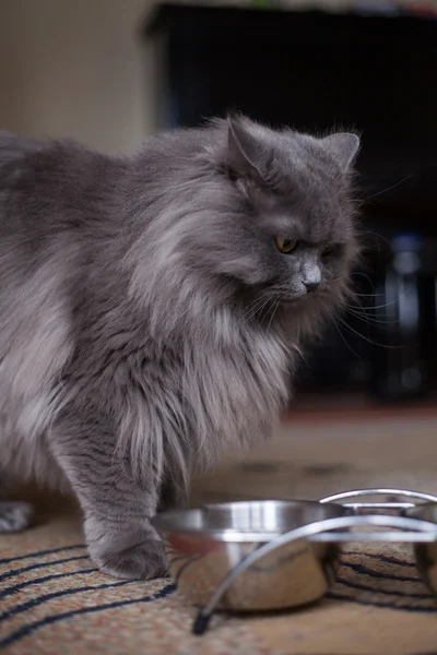 Cat looking at bowls — Stock Photo, Image