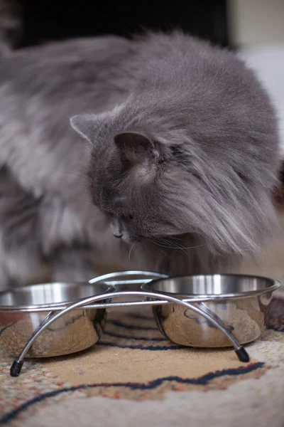 Cat looking at bowls — Stock Photo, Image