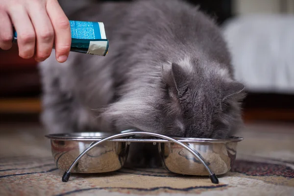 Cat eating — Stock Photo, Image