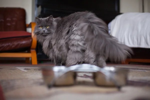 Cat looking at camera — Stock Photo, Image