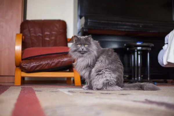 Сибирский кот — стоковое фото