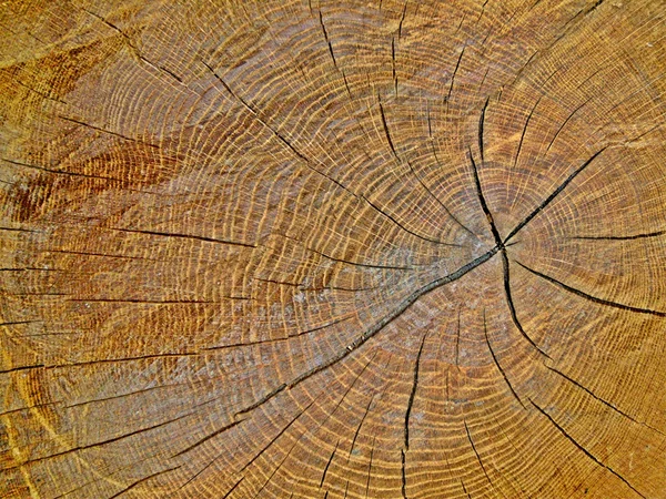 Het hout van een eik — Stockfoto