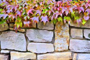 taştan bir duvar ve bitkiler