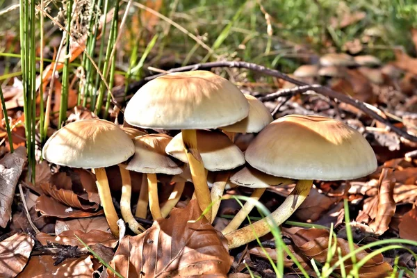 Un hongo que crece en el suelo del bosque — Foto de Stock