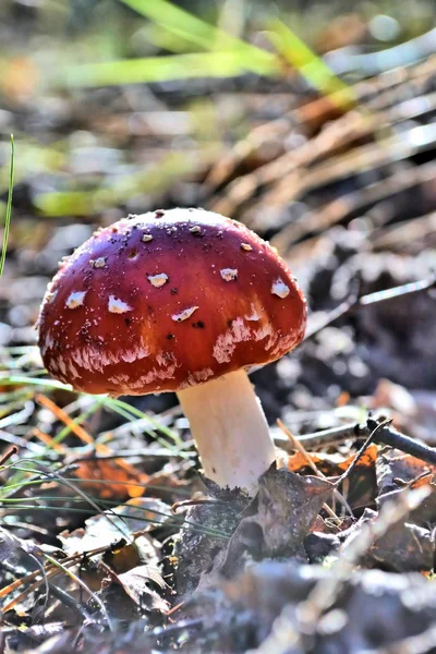Один гриб на лесной подстилке — стоковое фото