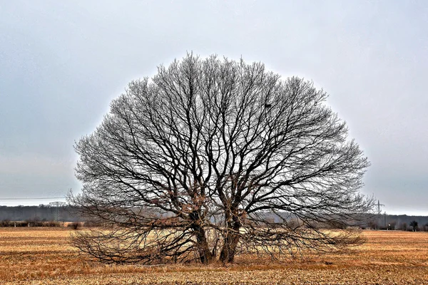 Árvore única em um campo — Fotografia de Stock