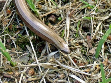 yavaş solucan orman katta